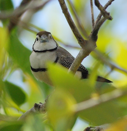 Double-barred Finch photo credit Oz Horine